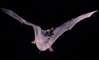 Mexican bat