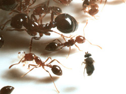 biodiversity_ants