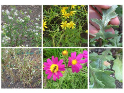 biodiversity_plants