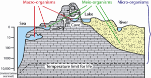 Types of organisms