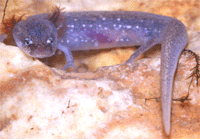 Barton Springs salamander
