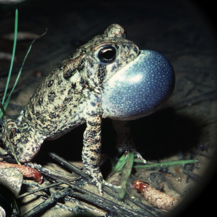 Hotspot of Biodiversity: Unique and Endangered Animals of Central Texas