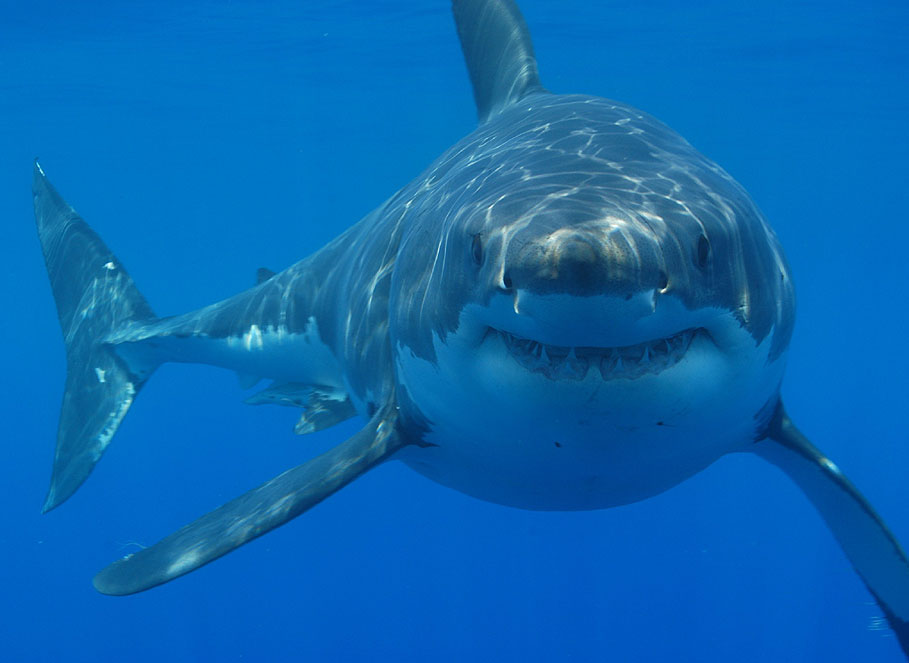 Our Perceptions of Music: Why Does the Theme From Jaws Sound Like a Big, Scary Shark?
