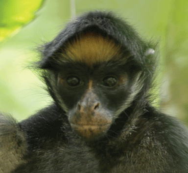 Primate Social Behavior