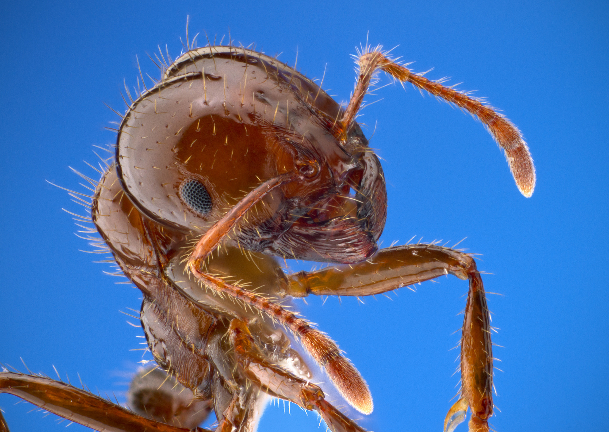 Fire Ants, Crazy Ants & Zombie Ants