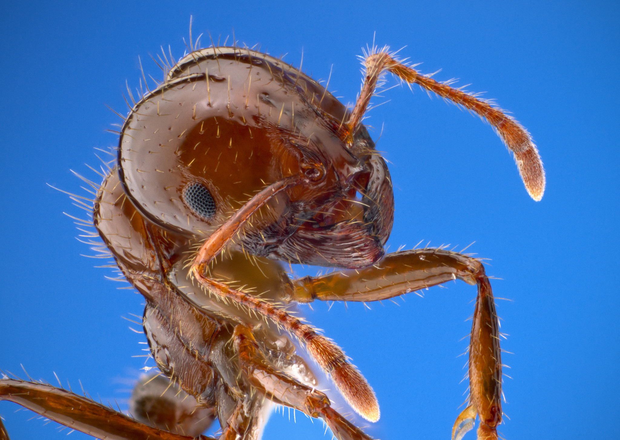 Fire Ants, Crazy Ants & Zombie Ants