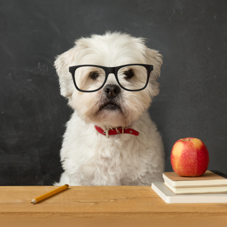 The Genius of Dogs