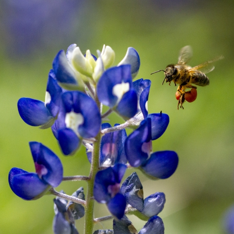 The Buzz About Bees: How They Improve Our Lives