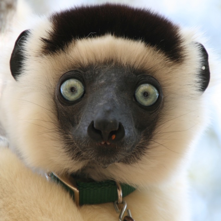 Friendship and Female Power in the Lemurs of Madagascar