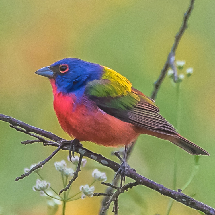 Living Wonders of the Hill Country