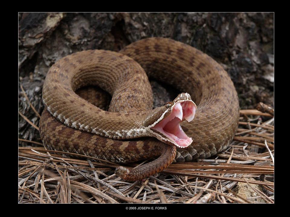 The Striking Behavior of Rattlesnakes | Environmental Science Institute