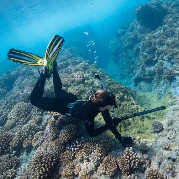How Will Coral Reefs Survive Global Change?