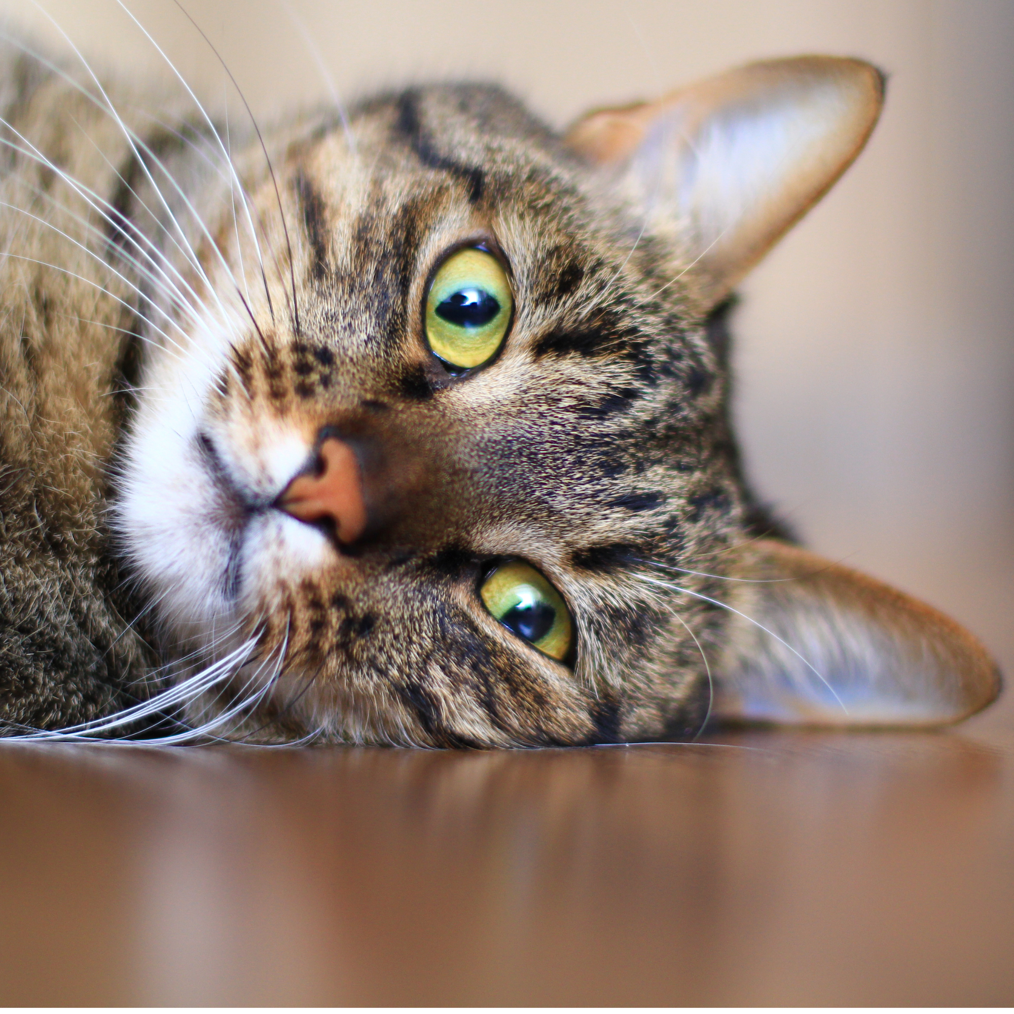 How to Make Your Cat Love You. With Science!