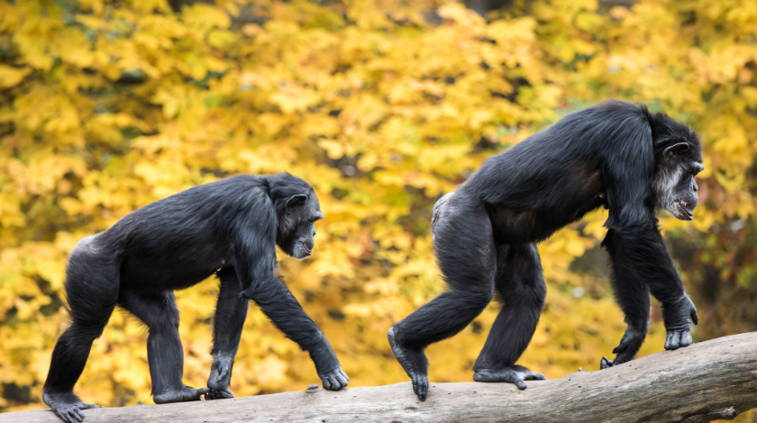 Chimp Poster Flyerwordpress (2)