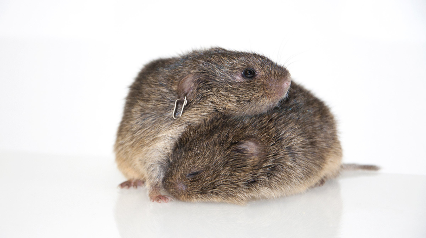 Chimp Poster Flyerwordpress