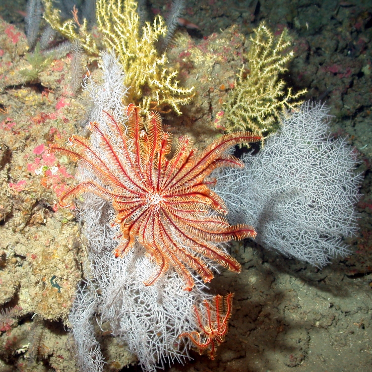 Texas’ Own Coral Reefs: Weathering the Storm