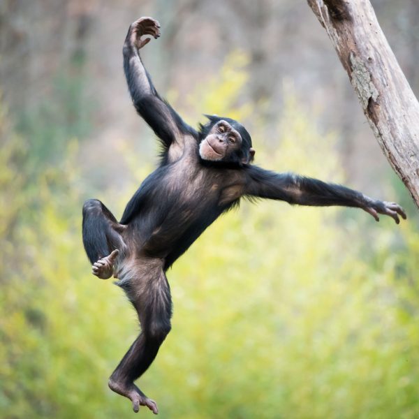 Primate April Hsct (poster (square))