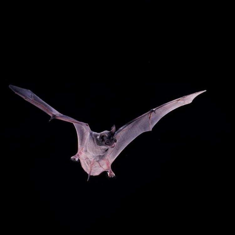 Seeing the World Through Their Ears: The Exotic World of Bats