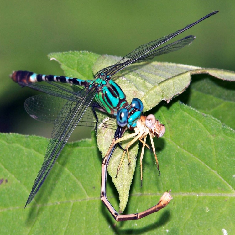 The Good, the Bad, and the Ugly: Texas’ Amazing Insects