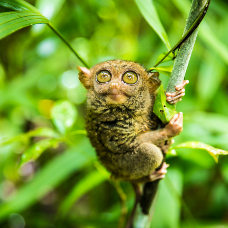 Tarsiers – Tiny Terrors of the Tropics!